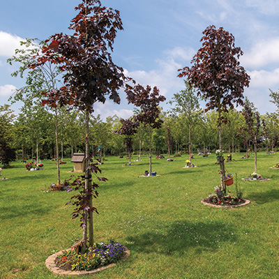 Tree Garden Plots